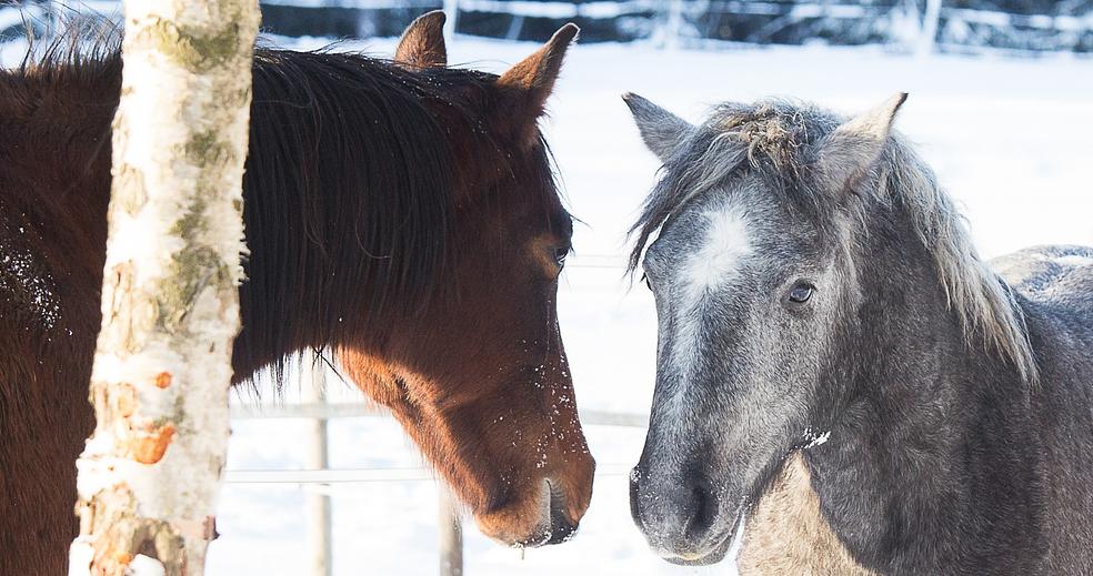 Kehitä tunnettasi hevosten kanssa by Stable Mind