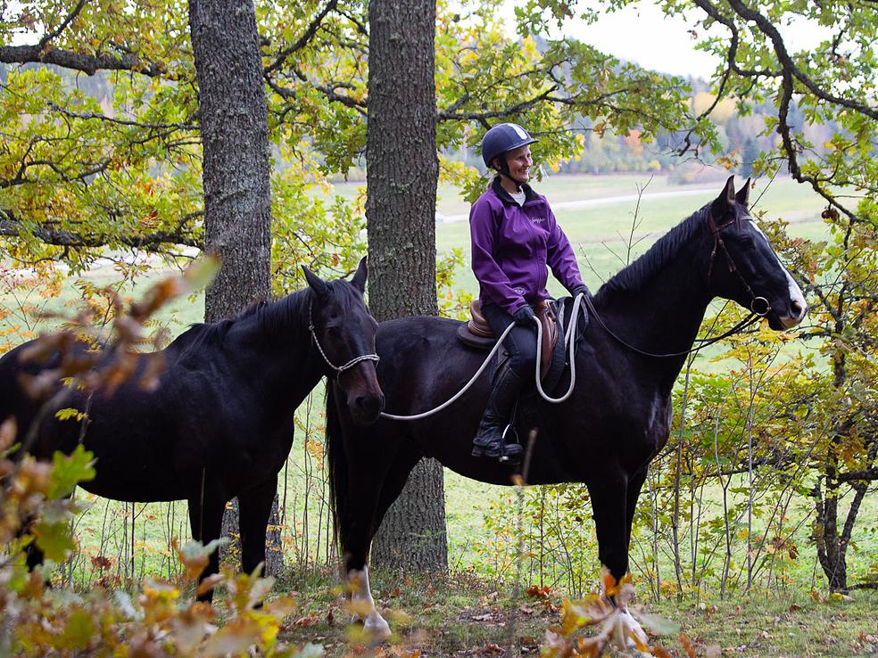 Selkeä vuorovaikutus maasta ja ratsain by Stable Mind
