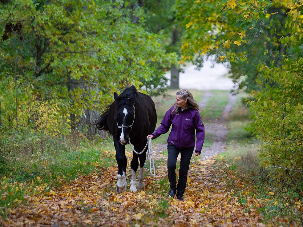 Uusi hevosenomistaja, ryhmä V by Stable Mind