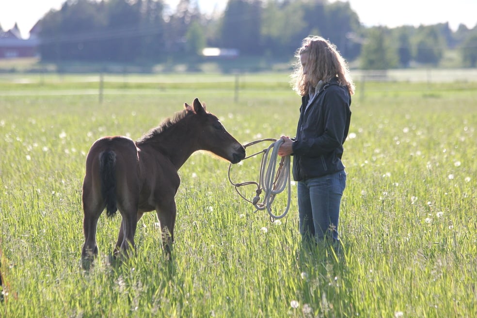 Tallenne: Hevosten koulutus by Stable Mind