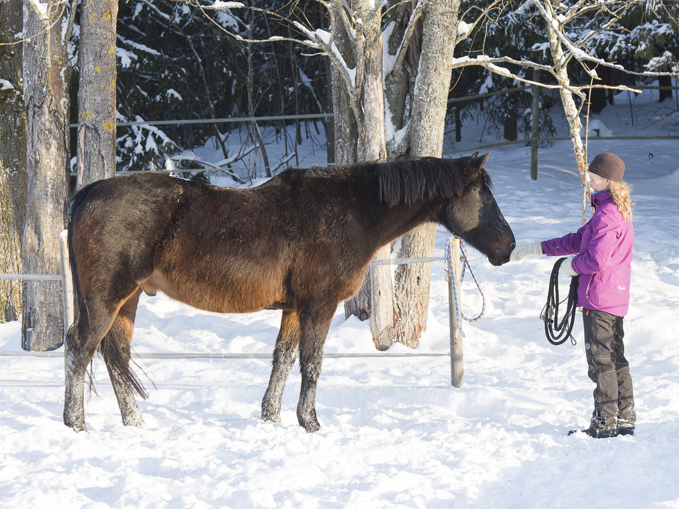 Tallenne: Onnistutko vai epäonnistutko hevosen kanssa? by Stable Mind