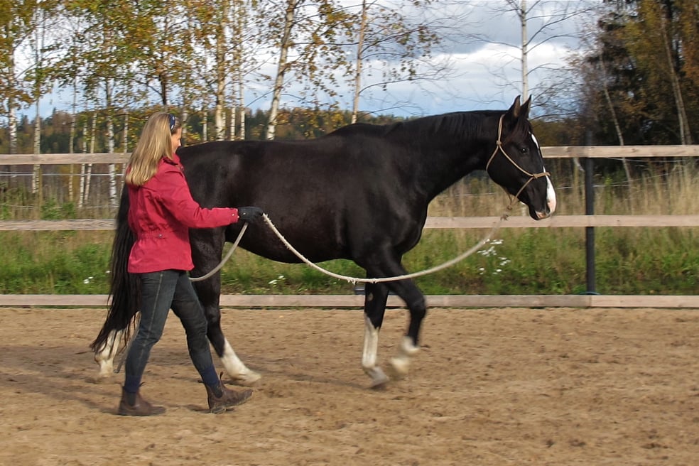 Hevostaitoa tunteella - Maastakäsin työskentely by Stable Mind